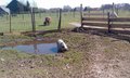 Onze varkens nemen een heerlijk bad