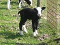 Dieren van de Boerderij