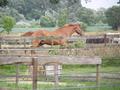 Paarden